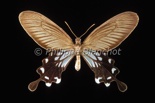 parides coon.JPG - Parides coonCommon clubtailLepidoptera, PapilionidaeJava